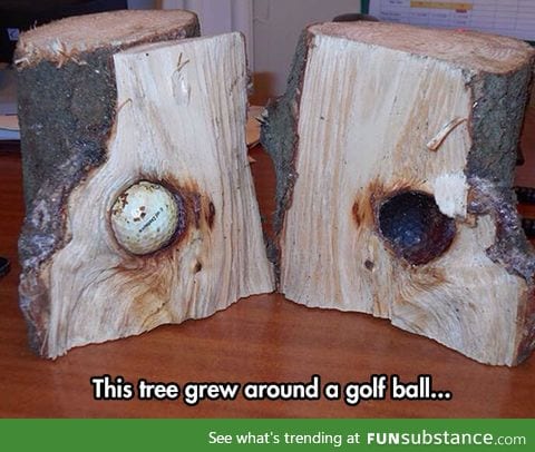 Plant it and see if it grow into a tiger woods