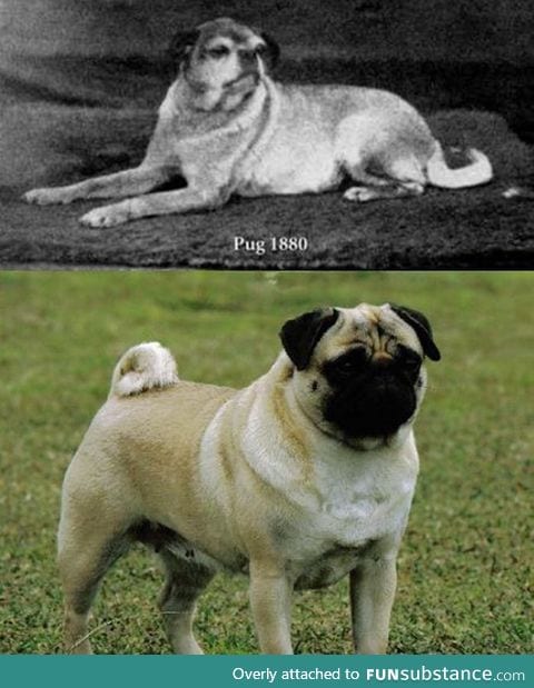 What pugs looked like before selective breeding