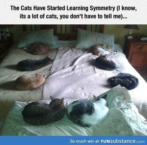 That's A Lot Of Cats