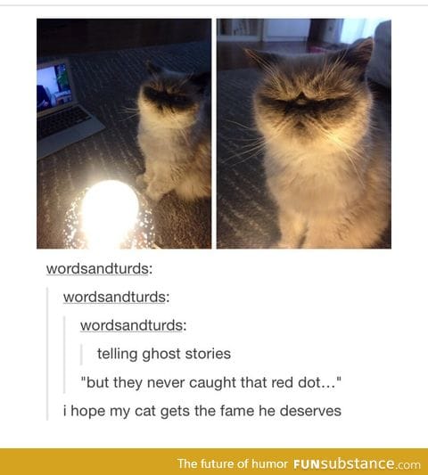 I want the cat