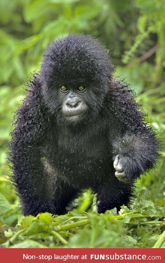 Day 122 of your daily dose of cute: I don't think I've posted a gorilla yet