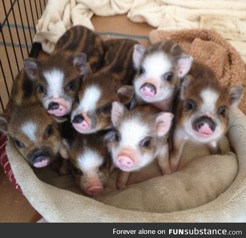 Day 127 of your daily dose of cute: So many little oinkers!!