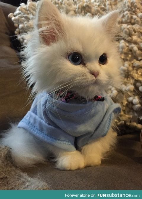 If you're feeling down, just take a look at this kitten wearing a shirt.