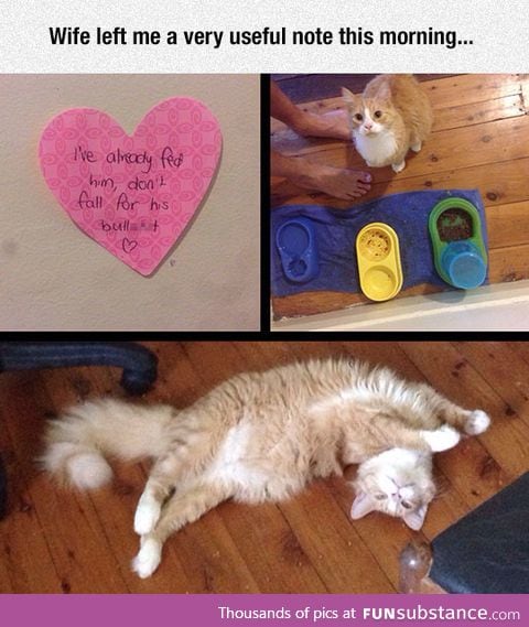 This cat uses clever tactics to get what he wants