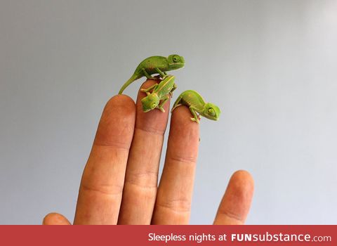 Newly-hatched baby chameleons at Taronga Zoo, Australia