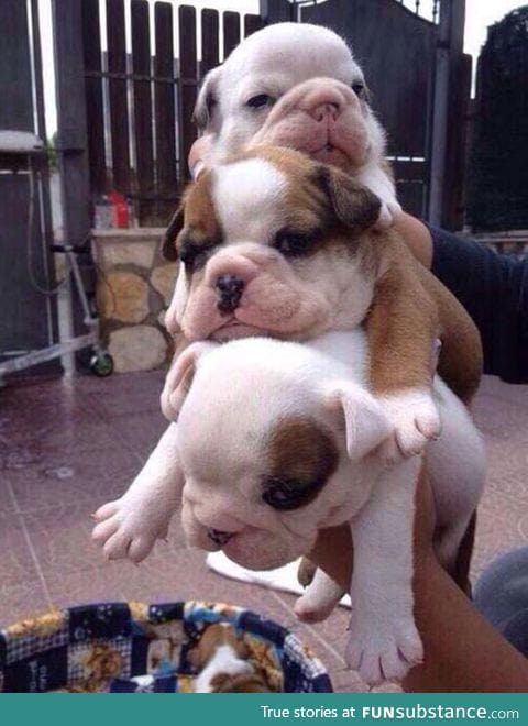 Bulldog puppy sandwich