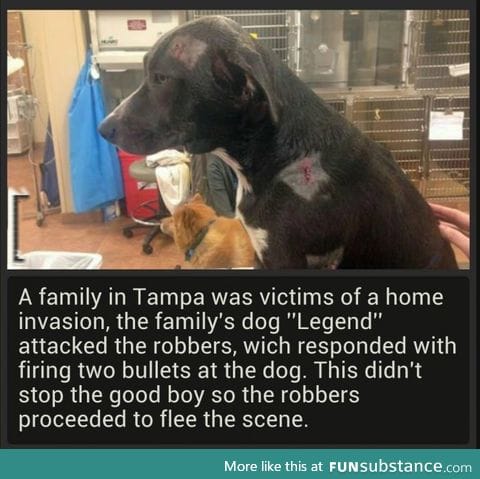 Bravest dog