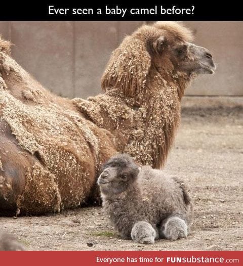 Baby camel