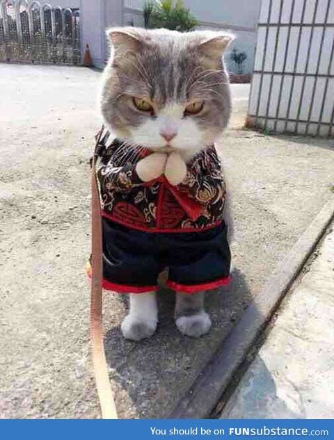 Samurai cat