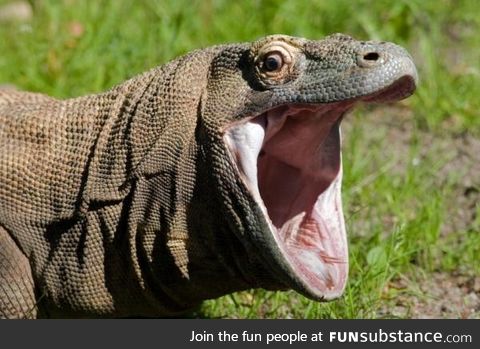 When U so happy you turn into a komodo dragon.