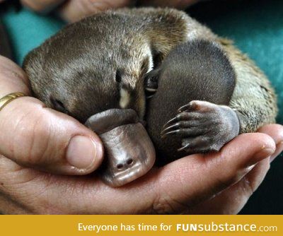 Day 169 of your daily dose of cute: platypi are the weirdest things