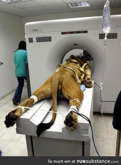 A lion gets a cat scan