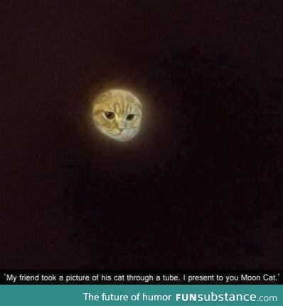 Moon Cat