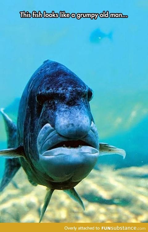 Old man fish