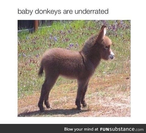 Dailydoseofcute; baby donkey request?