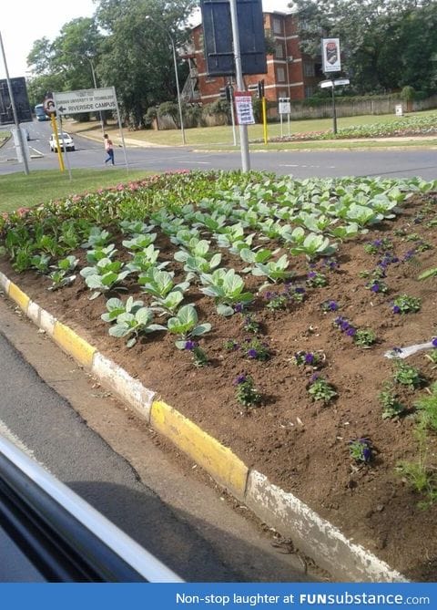 Somebody plants vegetables for the poor on the roads center islands in South Africa