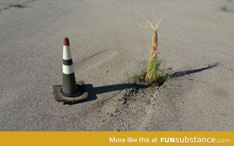 Grass grew up through a traffic cone