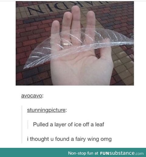 Fairy wing