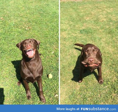 Here's a picture of a dog sneezing. Have a good day