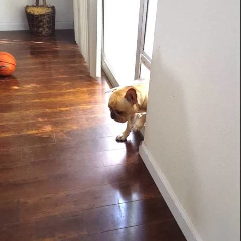 Guilty French bulldog avoids an awkward situation