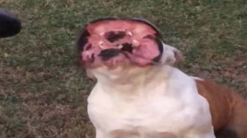 Leaf Blower Turns This Cute Bulldog Into Predator