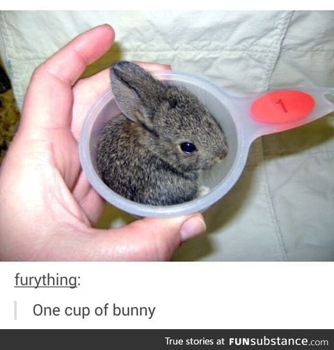 Day 197 of your daily dose of cute: Please don't use the bunny in any recipes