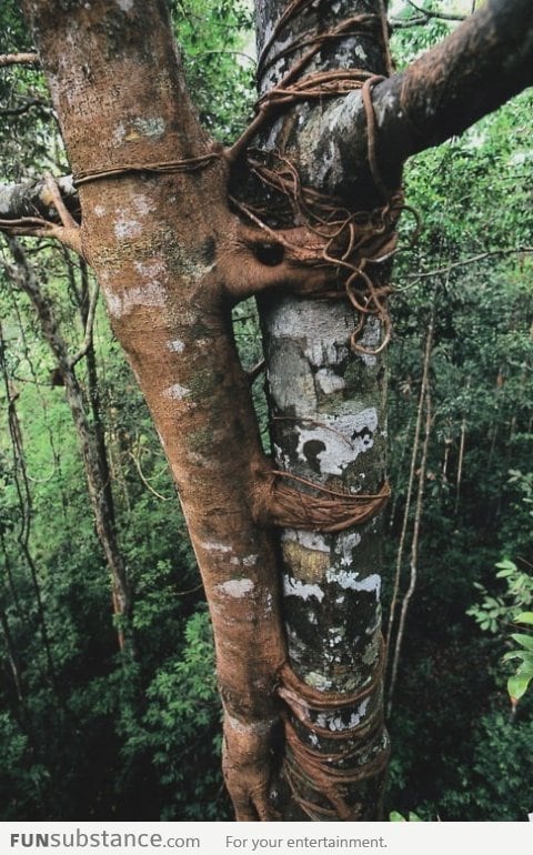 Overly attached tree