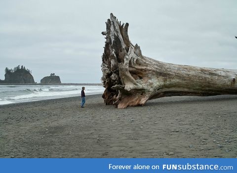 Giant Redwood on the beach