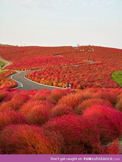 Hitachi Seaside Park Japan (And Yes It's Real)