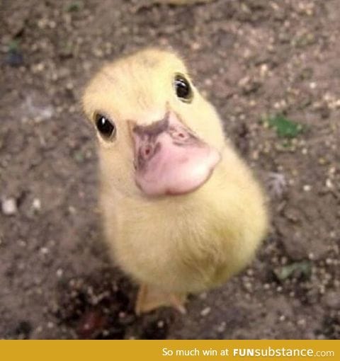 a wittle duck