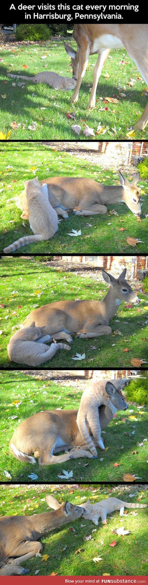 Deer and cat are morning friends