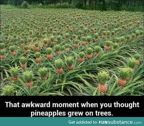 So this is how pineapples grow