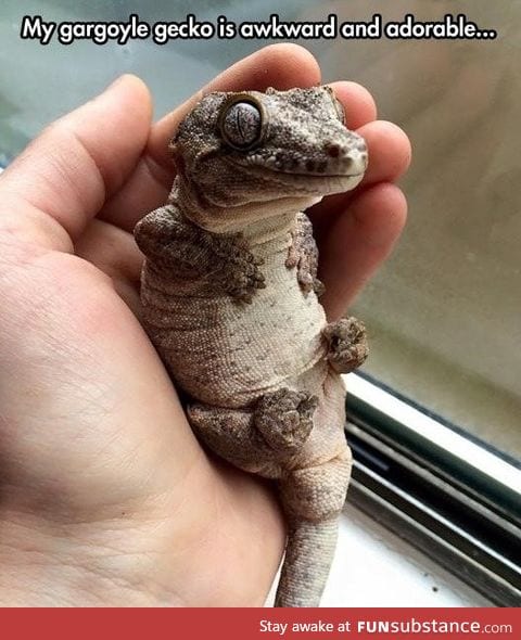 Adorable Gargoyle Gecko