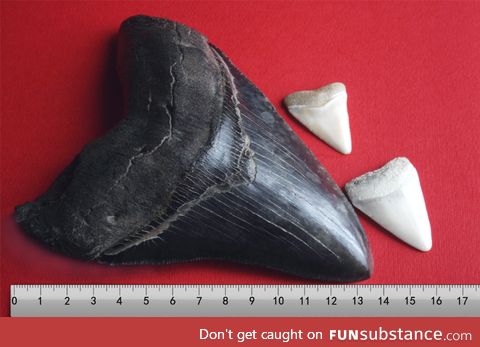 If you think a great white sharks teeth  are big you should see a megalodons  teeth