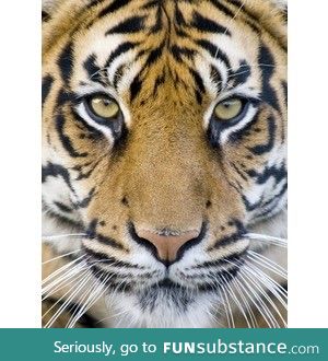 Tigers not only have striped fur but they also have striped skin  (the more you know)