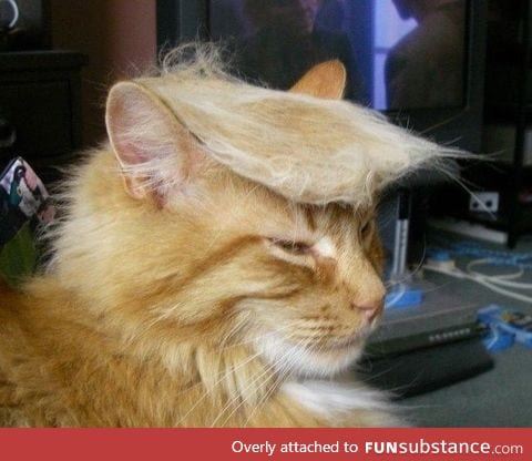 Trump your cat!