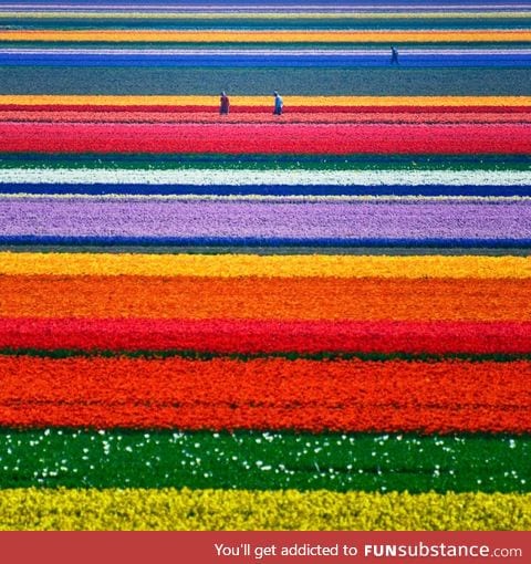 Tulip fields in The Netherlands