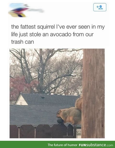 Look at this fat squirrel