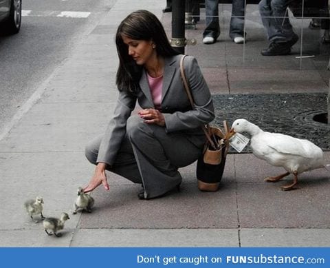 Beware of the cute duckling scam!