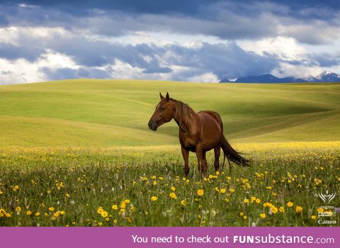 A lone horse on the vast expansive steppe of Kazakhstan