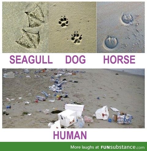 Animal Track Identification Guide