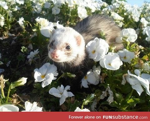 Day 263 of your daily dose of cute: Ferret flowers fun!