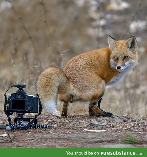 Such a photogenic fox. What beauty