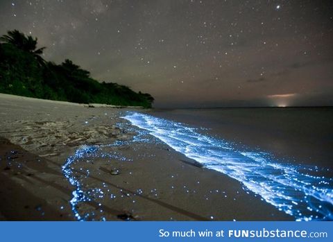 Bioluminescent plankton wash up on the shores of the Maldives  amazing!