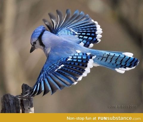 Mordecai