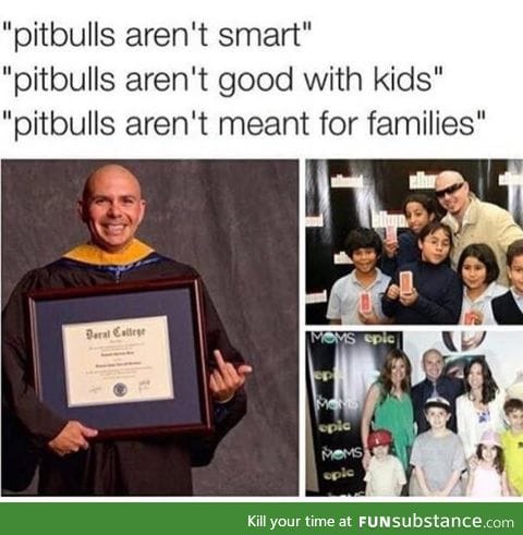 Pitbull