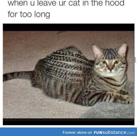 Hood cat