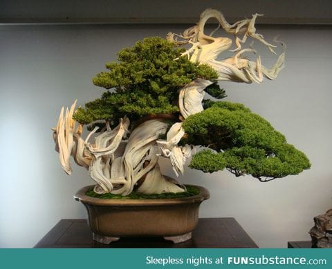 This 800 year old Bonsai is beautiful