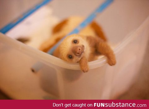 Cutest baby sloth that ever