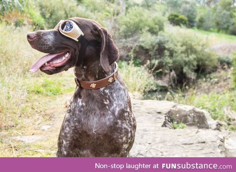 Got my dog some "doggles" off eBay!